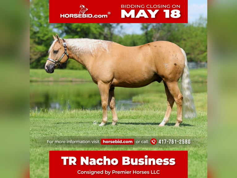 American Quarter Horse Ruin 4 Jaar Palomino in Buffalo