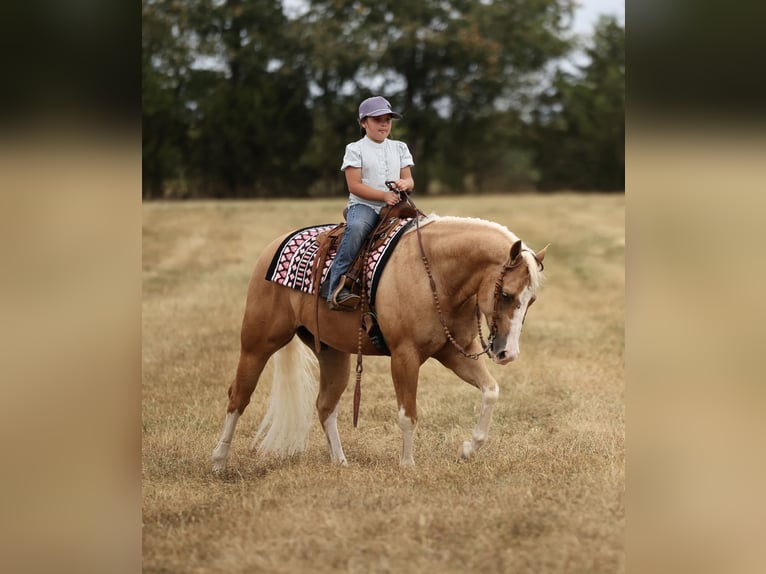 American Quarter Horse Ruin 4 Jaar Palomino in Buffalo