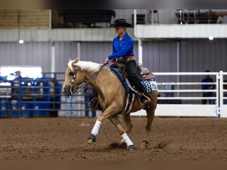 American Quarter Horse Ruin 4 Jaar Palomino in Buffalo