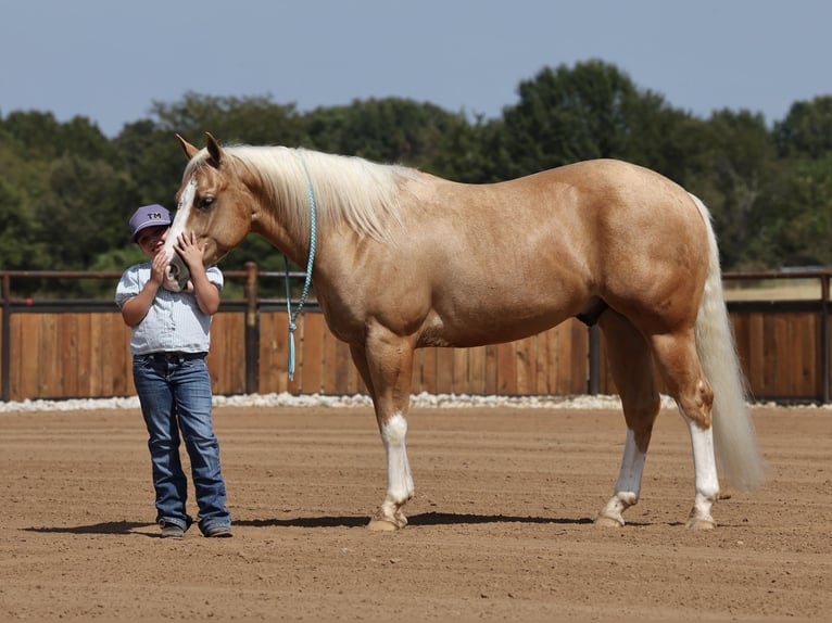 American Quarter Horse Ruin 4 Jaar Palomino in Buffalo