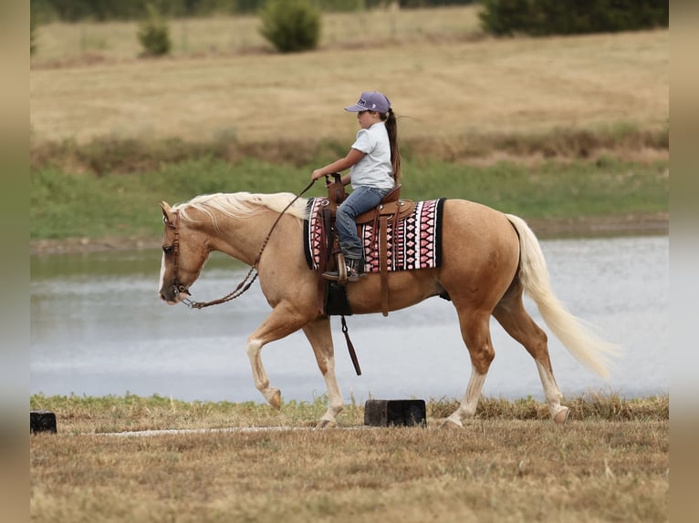 American Quarter Horse Ruin 4 Jaar Palomino in Buffalo