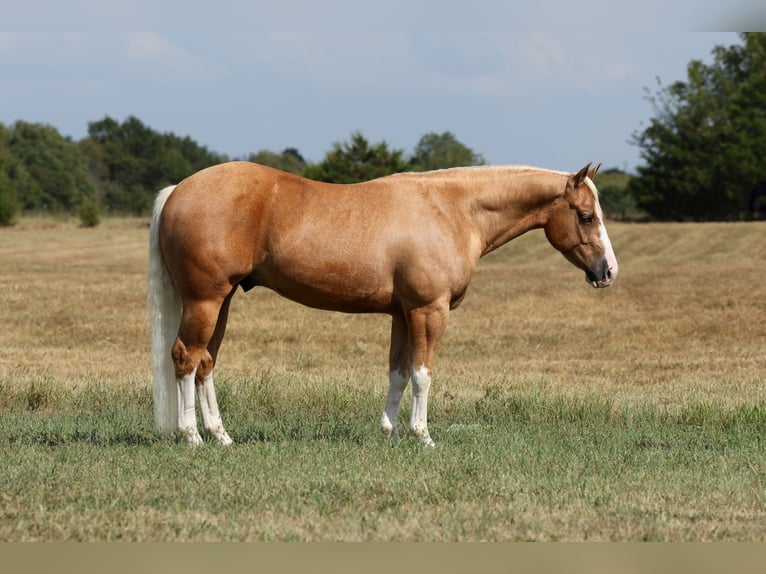 American Quarter Horse Ruin 4 Jaar Palomino in Buffalo