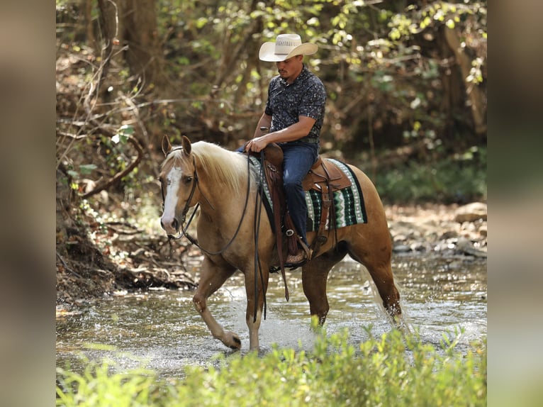 American Quarter Horse Ruin 4 Jaar Palomino in Buffalo
