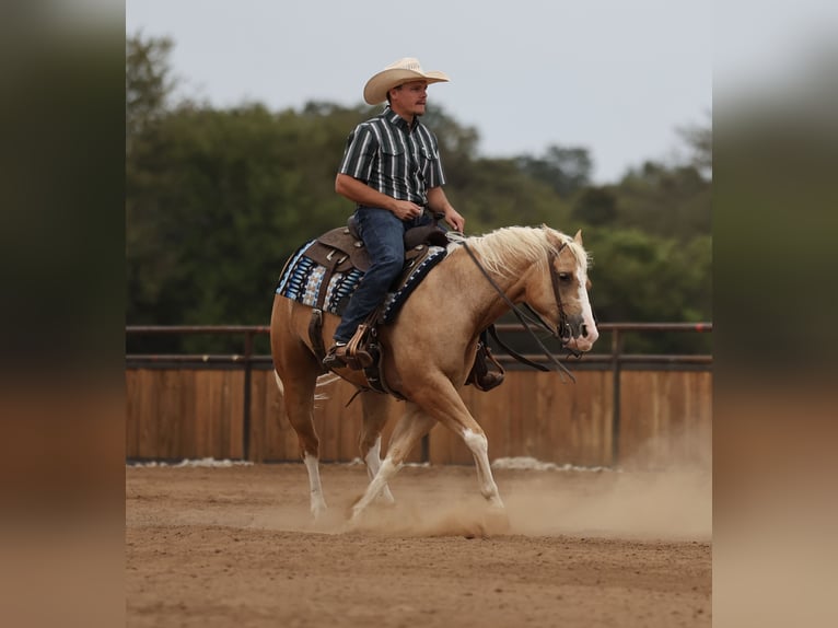 American Quarter Horse Ruin 4 Jaar Palomino in Buffalo