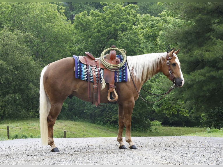 American Quarter Horse Ruin 4 Jaar Palomino in Millersburg