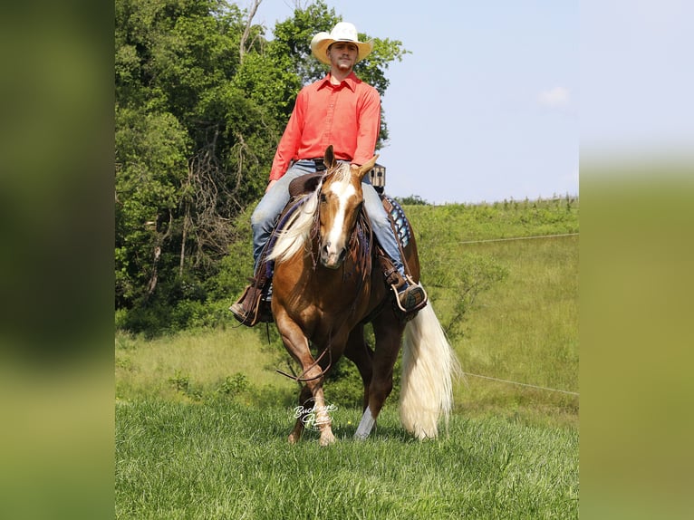 American Quarter Horse Ruin 4 Jaar Palomino in Millersburg