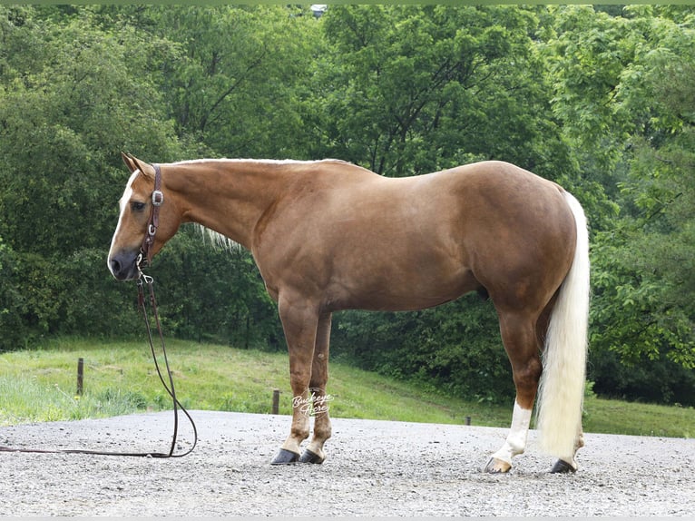 American Quarter Horse Ruin 4 Jaar Palomino in Millersburg