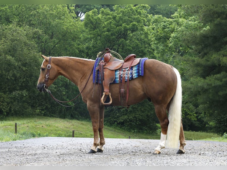 American Quarter Horse Ruin 4 Jaar Palomino in Millersburg