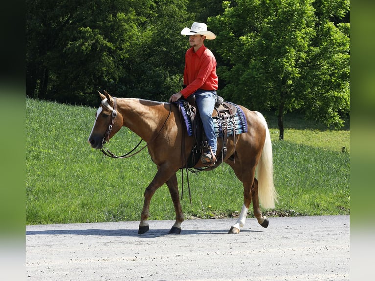 American Quarter Horse Ruin 4 Jaar Palomino in Millersburg