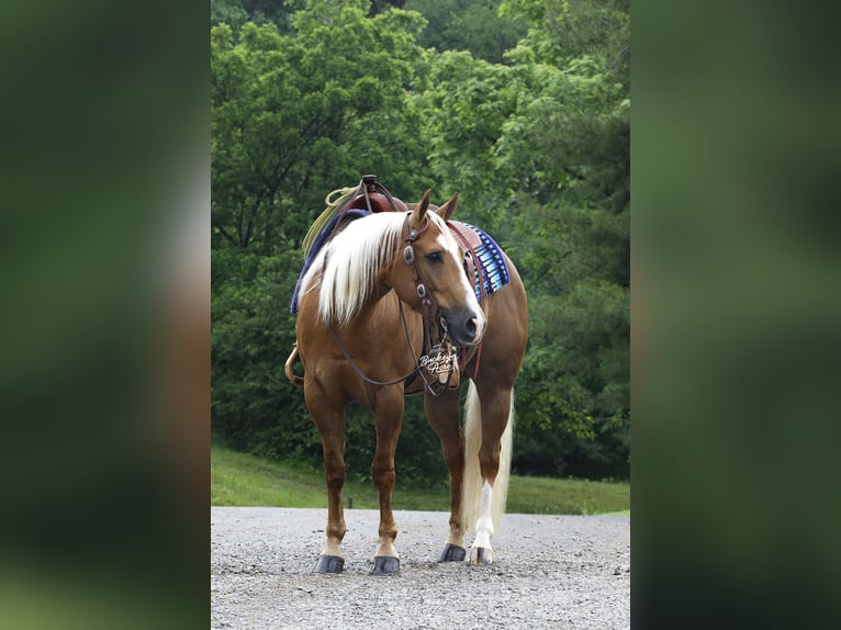 American Quarter Horse Ruin 4 Jaar Palomino in Millersburg