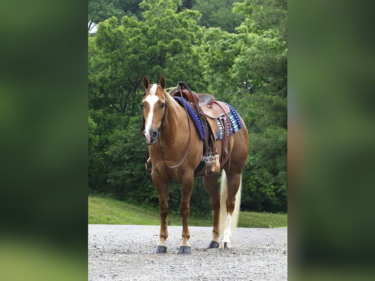 American Quarter Horse Ruin 4 Jaar Palomino in Millersburg