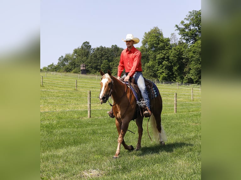 American Quarter Horse Ruin 4 Jaar Palomino in Millersburg
