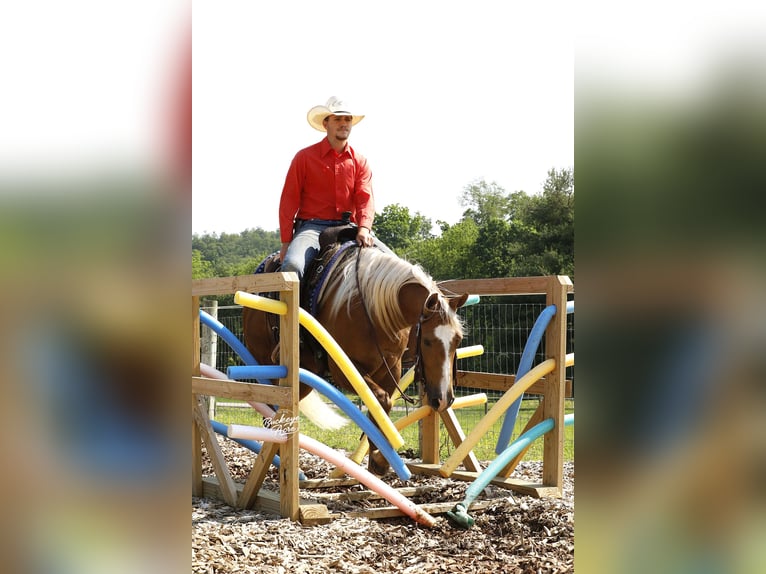 American Quarter Horse Ruin 4 Jaar Palomino in Millersburg