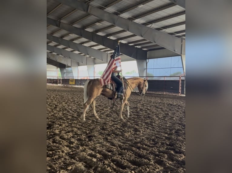 American Quarter Horse Ruin 4 Jaar Palomino in Ponder