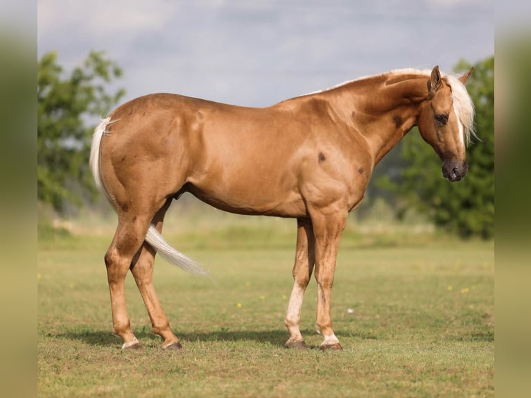 American Quarter Horse Ruin 4 Jaar Palomino in Ponder
