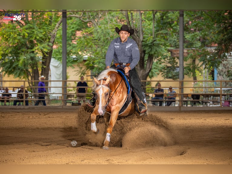 American Quarter Horse Ruin 4 Jaar Palomino in Jistebník