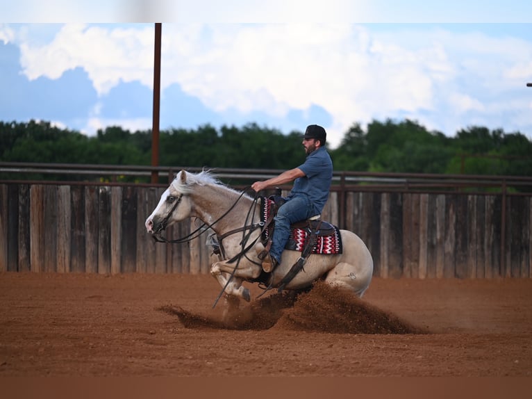 American Quarter Horse Ruin 4 Jaar Palomino in Waco