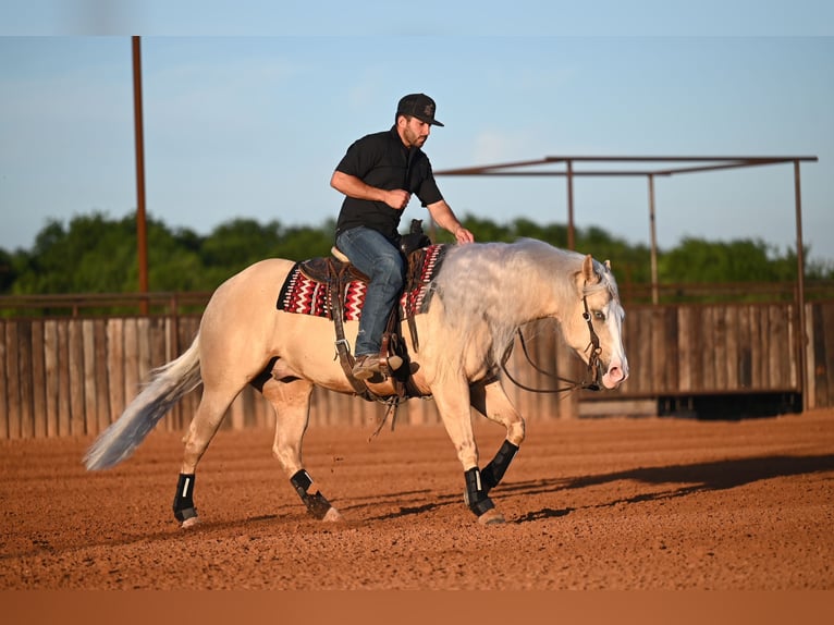 American Quarter Horse Ruin 4 Jaar Palomino in Waco