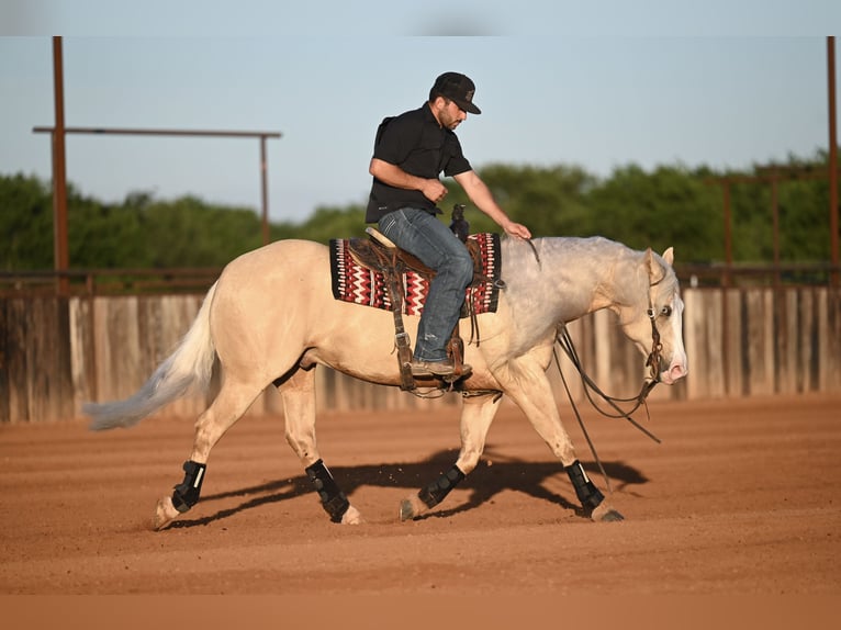 American Quarter Horse Ruin 4 Jaar Palomino in Waco