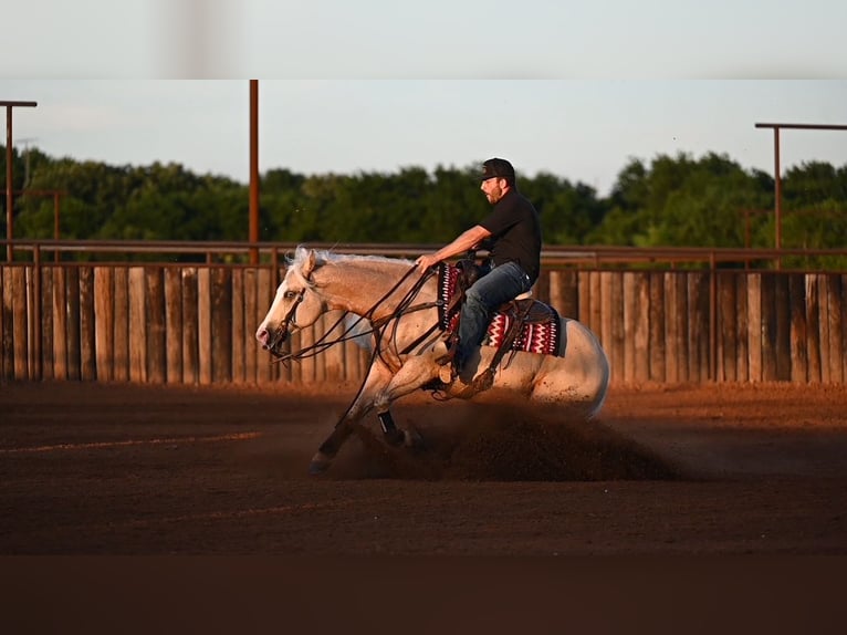 American Quarter Horse Ruin 4 Jaar Palomino in Waco