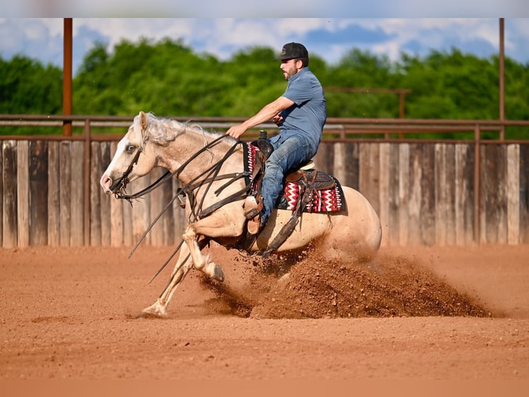 American Quarter Horse Ruin 4 Jaar Palomino in Waco