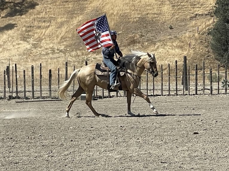 American Quarter Horse Ruin 4 Jaar Palomino in Paicines CA