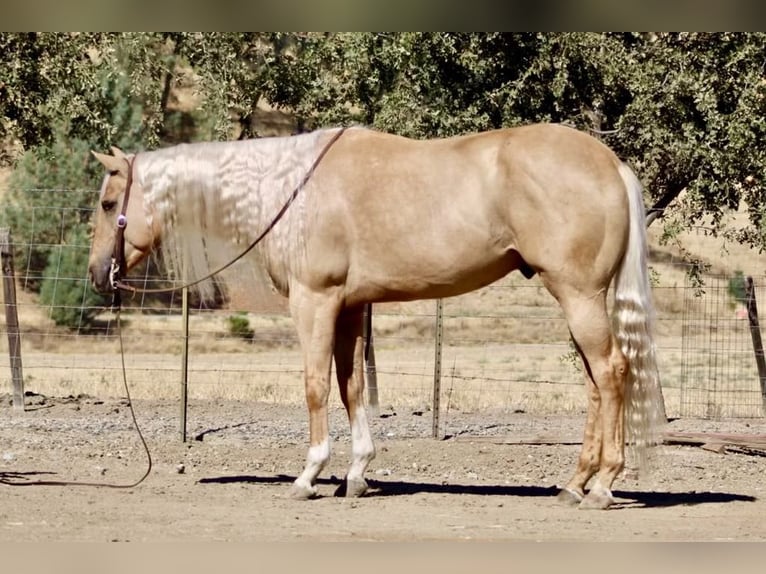 American Quarter Horse Ruin 4 Jaar Palomino in Paicines CA