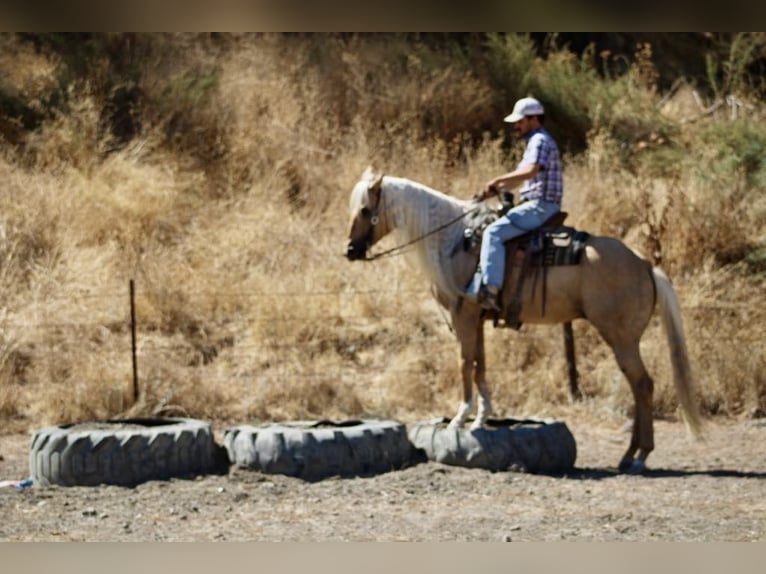 American Quarter Horse Ruin 4 Jaar Palomino in Paicines CA