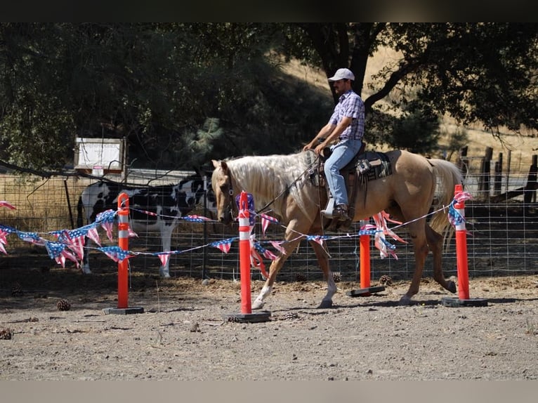 American Quarter Horse Ruin 4 Jaar Palomino in Paicines CA