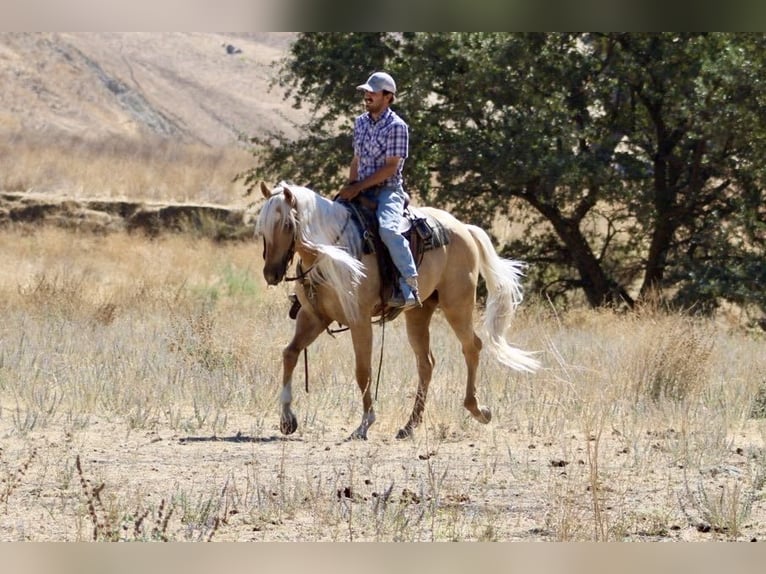 American Quarter Horse Ruin 4 Jaar Palomino in Paicines CA