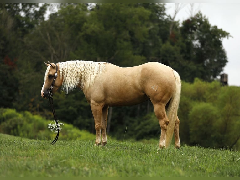American Quarter Horse Ruin 4 Jaar Palomino in Millersburg