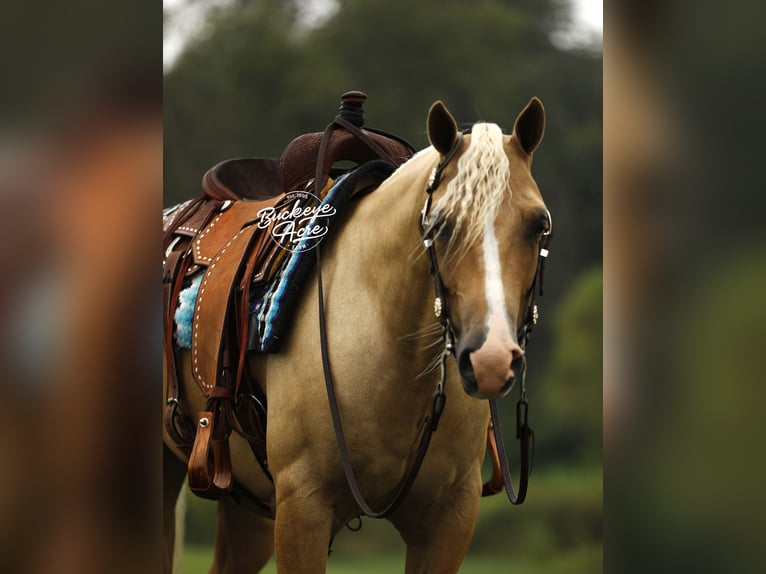 American Quarter Horse Ruin 4 Jaar Palomino in Millersburg