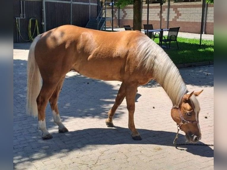 American Quarter Horse Ruin 4 Jaar Palomino in Caluso