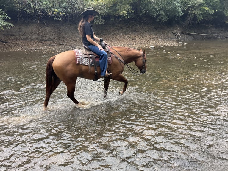 American Quarter Horse Ruin 4 Jaar Red Dun in Sullivan