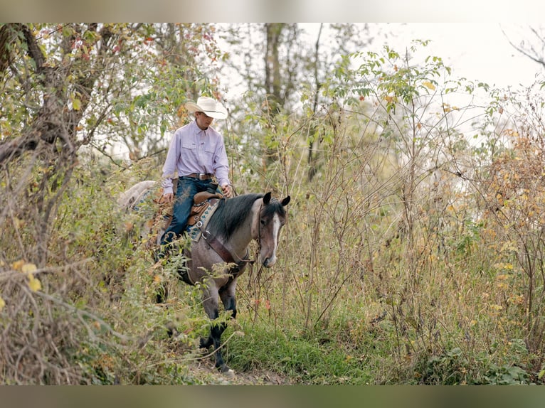 American Quarter Horse Ruin 4 Jaar Roan-Bay in Decorah
