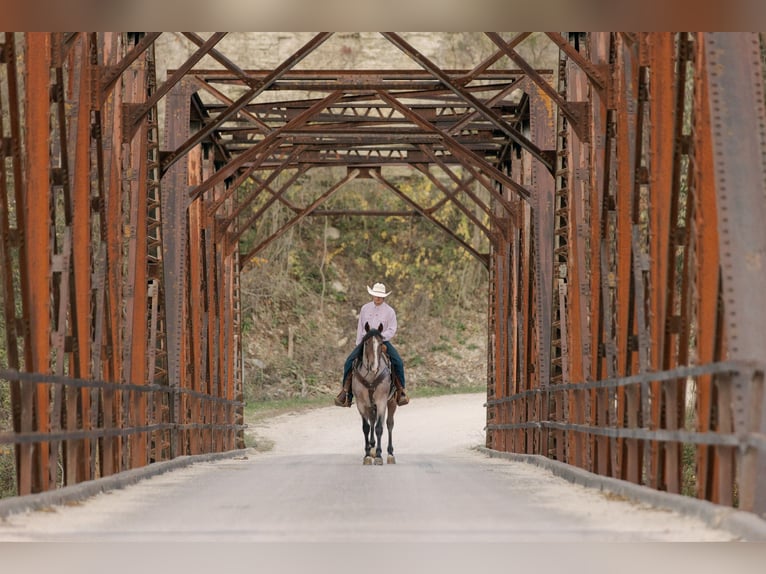 American Quarter Horse Ruin 4 Jaar Roan-Bay in Decorah