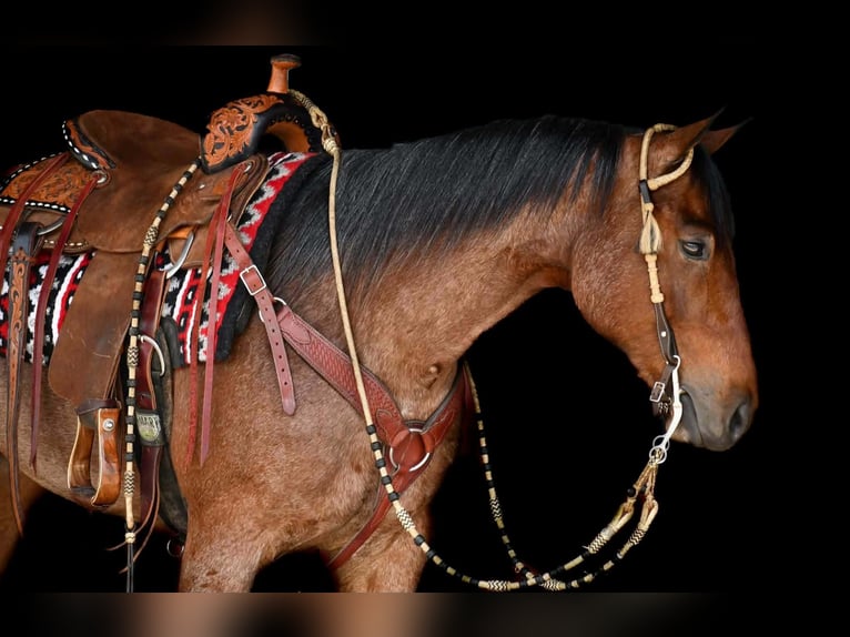 American Quarter Horse Ruin 4 Jaar Roan-Bay in Rebersburg