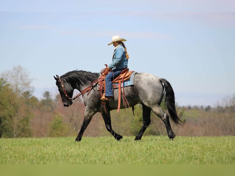 American Quarter Horse Ruin 4 Jaar Roan-Blue in Clarion, PA