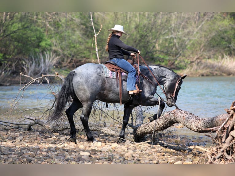 American Quarter Horse Ruin 4 Jaar Roan-Blue in Clarion, PA