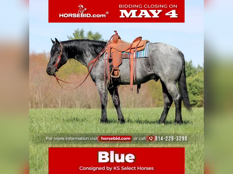 American Quarter Horse Ruin 4 Jaar Roan-Blue in Clarion, PA