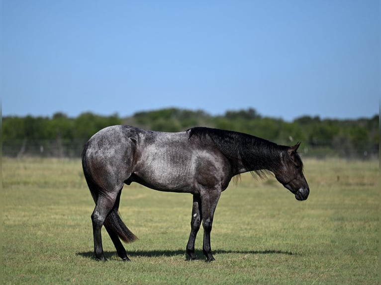 American Quarter Horse Ruin 4 Jaar Roan-Blue in Waco