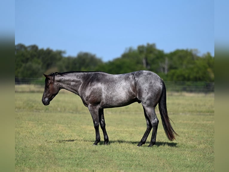 American Quarter Horse Ruin 4 Jaar Roan-Blue in Waco