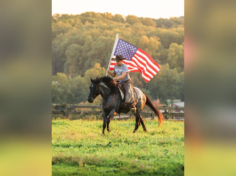 American Quarter Horse Ruin 4 Jaar Roan-Blue in Honey Brook