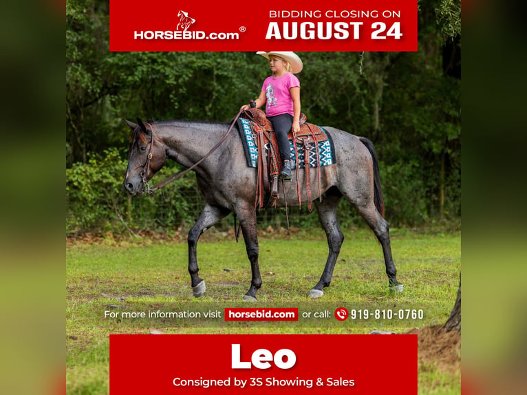 American Quarter Horse Ruin 4 Jaar Roan-Blue in Ocala