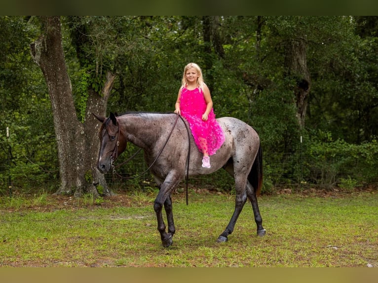 American Quarter Horse Ruin 4 Jaar Roan-Blue in Ocala