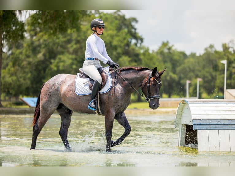 American Quarter Horse Ruin 4 Jaar Roan-Blue in Ocala