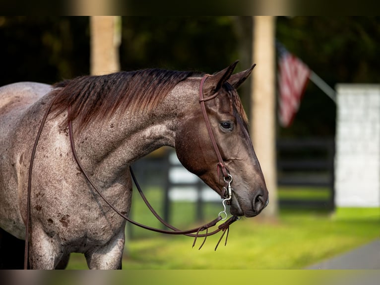 American Quarter Horse Ruin 4 Jaar Roan-Blue in Ocala