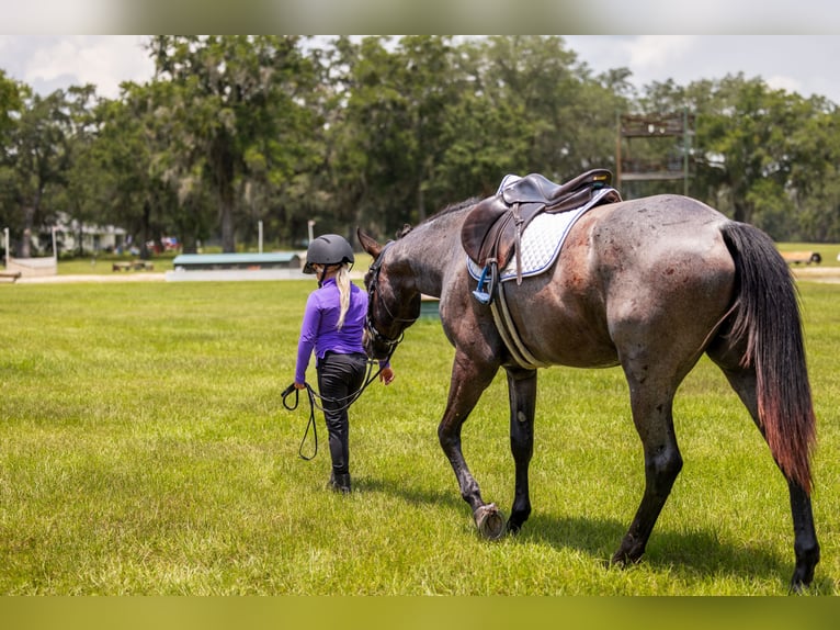 American Quarter Horse Ruin 4 Jaar Roan-Blue in Ocala