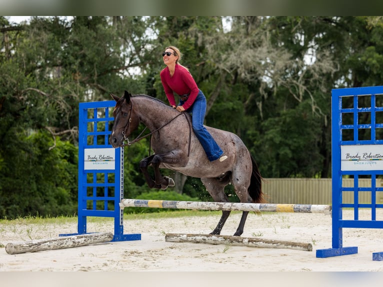 American Quarter Horse Ruin 4 Jaar Roan-Blue in Ocala