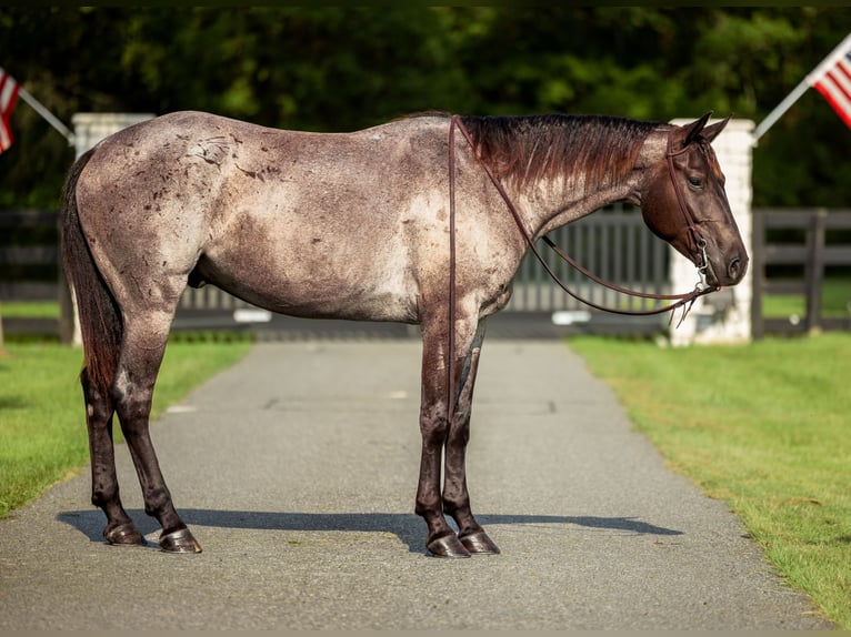 American Quarter Horse Ruin 4 Jaar Roan-Blue in Ocala